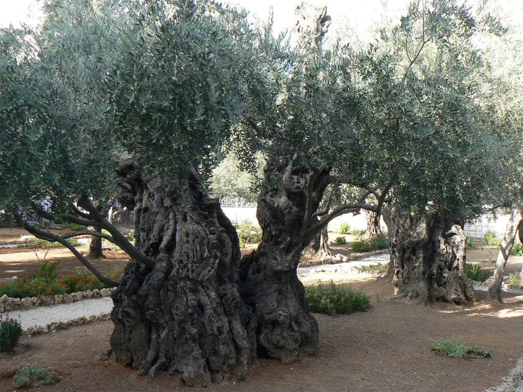 Is the Olive Tree of Romans 11:17-24, Israel or the church?